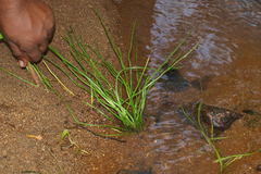 Isoetes coromandeliana